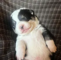 Coal, a male Pembroke Welsh Corgi for sale in Beaver Dams, NY – Photo 3 of 6