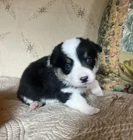 Coal, a male Pembroke Welsh Corgi for sale in Beaver Dams, NY – 2 of 5