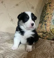 Coal, a male Pembroke Welsh Corgi for sale in Beaver Dams, NY – 5 of 5