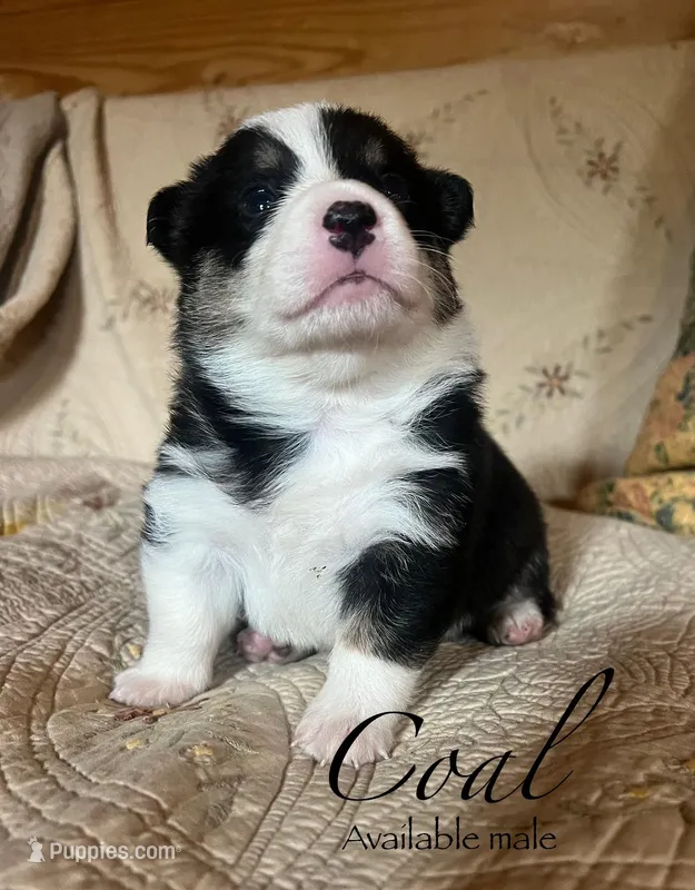 Coal – Pembroke Welsh Corgi puppy for sale in Beaver Dams, NY