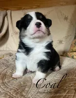 Coal, a male Pembroke Welsh Corgi for sale in Beaver Dams, NY – 1 of 5