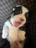 Coal, a male Pembroke Welsh Corgi for sale in Beaver Dams, NY – Photo 2 of 6