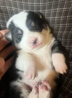 Coal, a male Pembroke Welsh Corgi for sale in Beaver Dams, NY – Photo 4 of 6