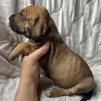 Annie Oakley, a female Great Dane for sale in Beaver Dams, NY – Photo 3 of 6