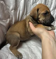 Annie Oakley, a female Great Dane for sale in Beaver Dams, NY – Photo 4 of 6