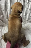 Annie Oakley, a female Great Dane for sale in Beaver Dams, NY – Photo 2 of 6