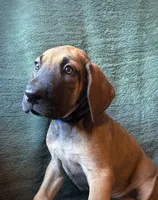 Warren, a male Great Dane for sale in Beaver Dams, NY – 2 of 8