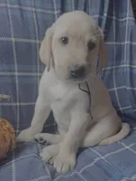 Jon, a male Labrador Retriever for sale in Beaver Dams, NY – 2 of 6
