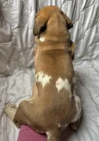 Doc Holliday, a male Great Dane for sale in Beaver Dams, NY – Photo 3 of 6