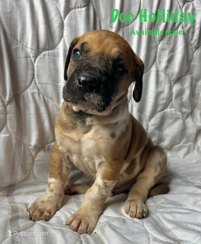 Doc Holliday – Great Dane puppy for sale in Beaver Dams, NY
