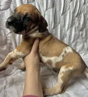 Doc Holliday, a male Great Dane for sale in Beaver Dams, NY – Photo 4 of 6