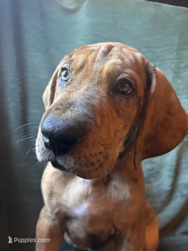 Winston – Great Dane puppy for sale in Beaver Dams, NY