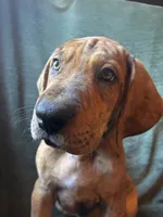 Winston, a male Great Dane for sale in Beaver Dams, NY – 1 of 8