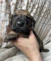 Luca, a male Great Dane for sale in Beaver Dams, NY – 4 of 6