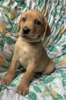 Lavender, a female Labrador Retriever for sale in Beaver Dams, NY – Photo 3 of 3