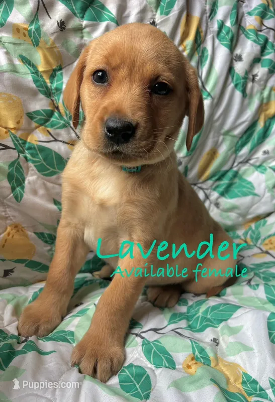 Lavender – Labrador Retriever puppy for sale in Beaver Dams, NY