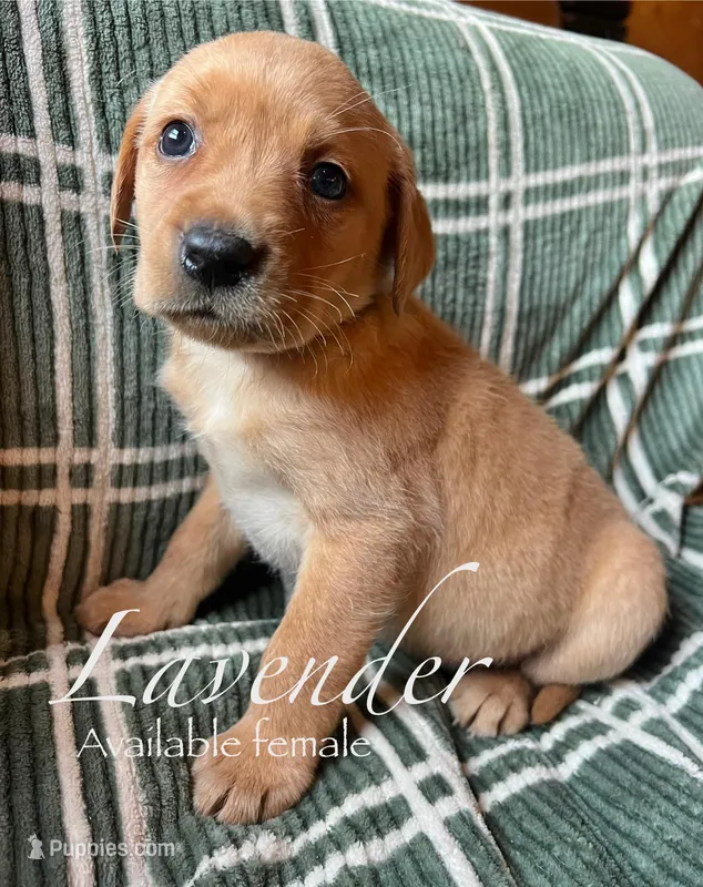 Lavender – Labrador Retriever puppy for sale in Beaver Dams, NY