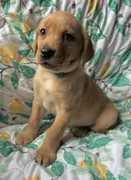 Lavender, a female Labrador Retriever for sale in Beaver Dams, NY – Photo 2 of 3