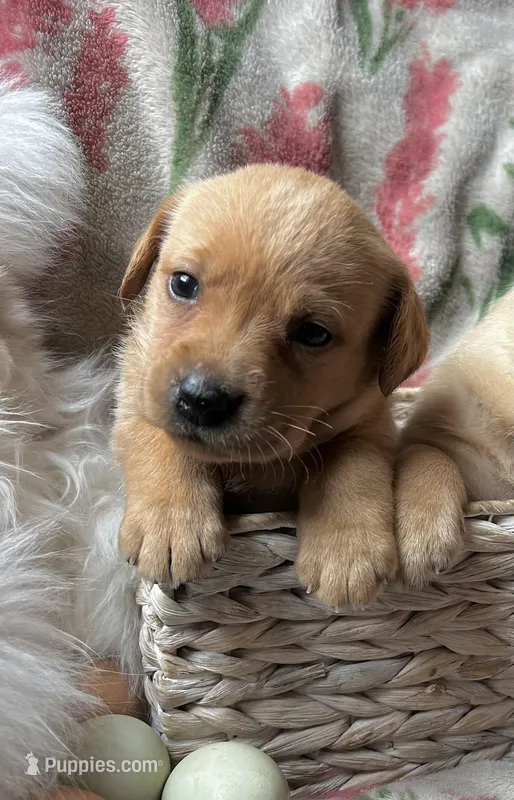 Lavender – Labrador Retriever puppy for sale in Beaver Dams, NY