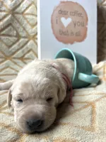 Latte, a female Labrador Retriever for sale in Beaver Dams, NY – Photo 3 of 3