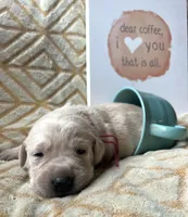 Latte, a female Labrador Retriever for sale in Beaver Dams, NY – Photo 2 of 3