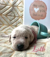Latte, a female Labrador Retriever for sale in Beaver Dams, NY – Photo 1 of 3