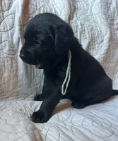 Jackie, a female Labrador Retriever for sale in Beaver Dams, NY – 2 of 6