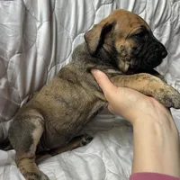 Calamity Jane , a female Great Dane for sale in Beaver Dams, NY – Photo 3 of 6