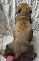 Calamity Jane , a female Great Dane for sale in Beaver Dams, NY – Photo 2 of 6