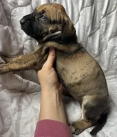 Calamity Jane , a female Great Dane for sale in Beaver Dams, NY – Photo 4 of 6