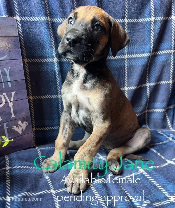 Calamity Jane  – Great Dane puppy for sale in Beaver Dams, NY