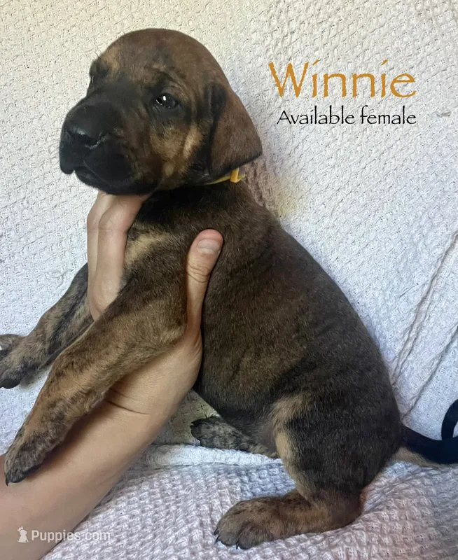 Winnie – Great Dane puppy for sale in Beaver Dams, NY