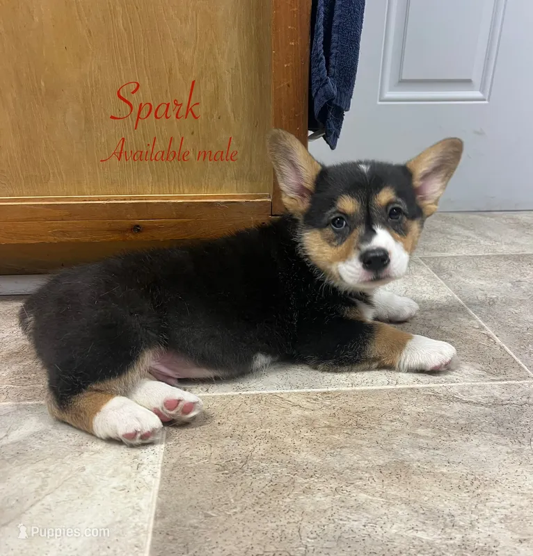 Spark – Pembroke Welsh Corgi puppy for sale in Beaver Dams, NY