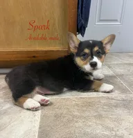 Spark, a male Pembroke Welsh Corgi for sale in Beaver Dams, NY – 1 of 2