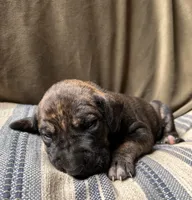 Wanda, a female Great Dane for sale in Beaver Dams, NY – 2 of 7