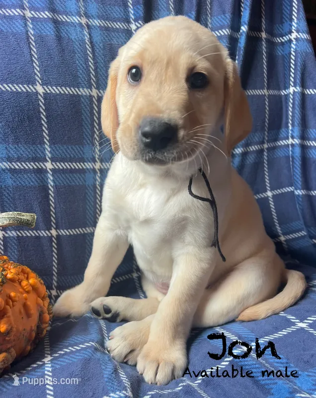 Jon – Labrador Retriever puppy for sale in Beaver Dams, NY