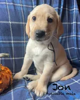Jon, a male Labrador Retriever for sale in Beaver Dams, NY – 1 of 6