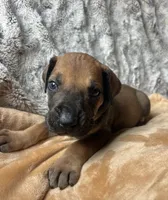 Barney, a male Great Dane for sale in Beaver Dams, NY – 2 of 5