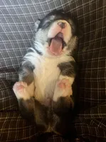 Spark, a male Pembroke Welsh Corgi for sale in Beaver Dams, NY – Photo 2 of 6