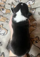 Spark, a male Pembroke Welsh Corgi for sale in Beaver Dams, NY – Photo 5 of 6