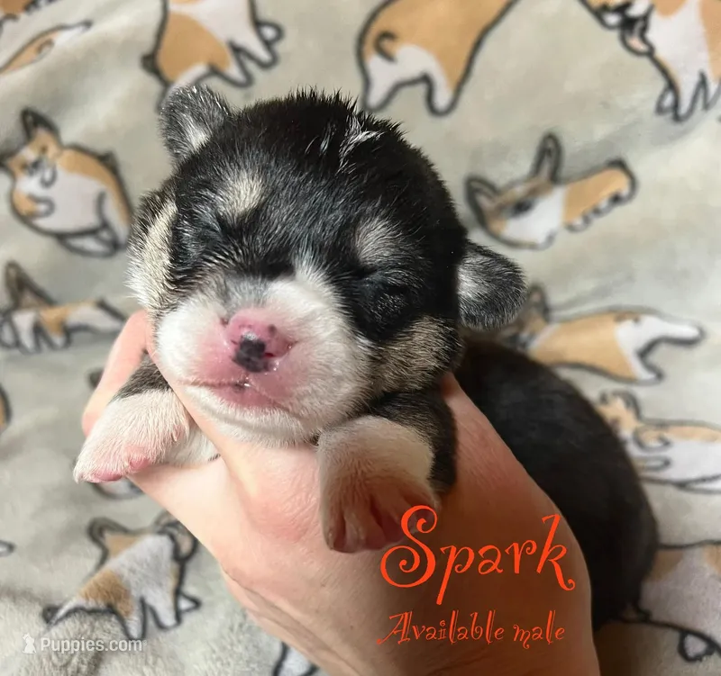 Spark – Pembroke Welsh Corgi puppy for sale in Beaver Dams, NY