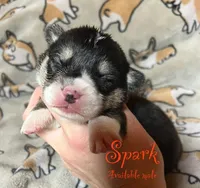 Spark, a male Pembroke Welsh Corgi for sale in Beaver Dams, NY – Photo 1 of 6