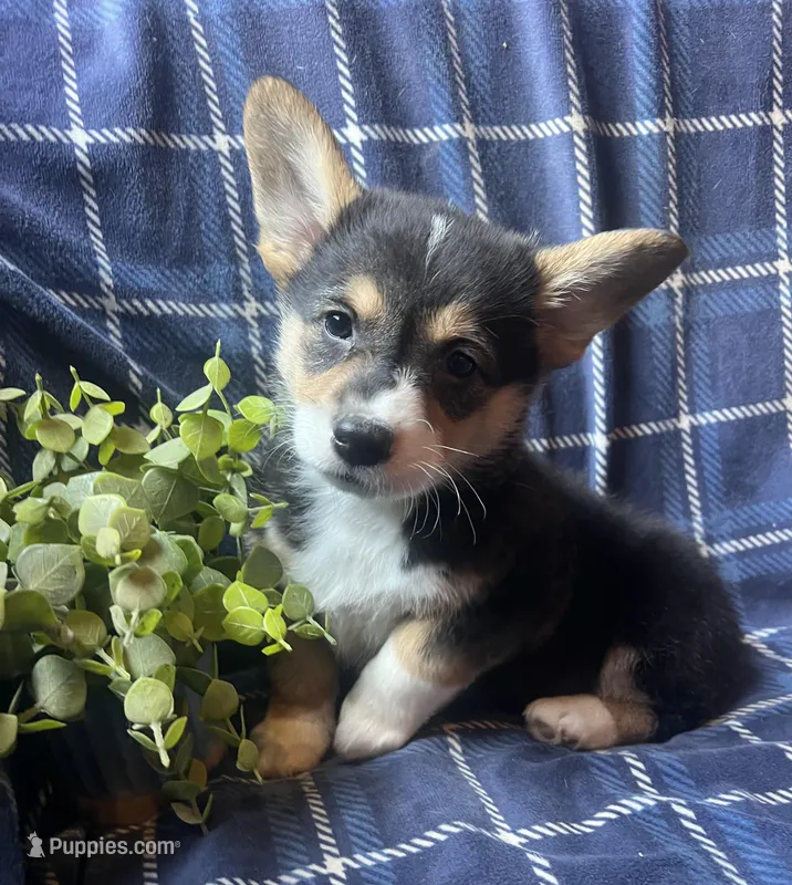 Spark – Pembroke Welsh Corgi puppy for sale in Beaver Dams, NY