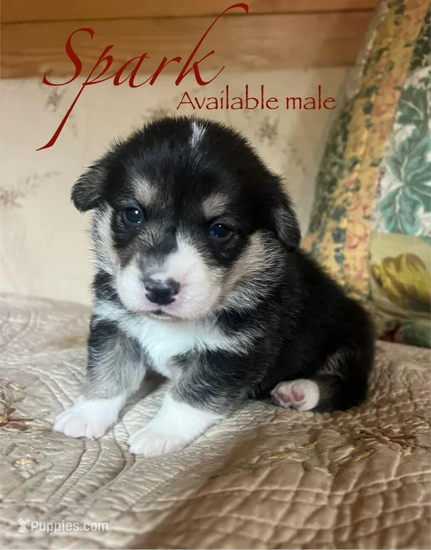 Spark – Pembroke Welsh Corgi puppy for sale in Beaver Dams, NY