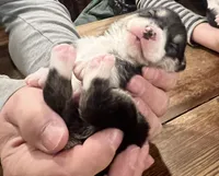 Spark, a male Pembroke Welsh Corgi for sale in Beaver Dams, NY – Photo 4 of 6