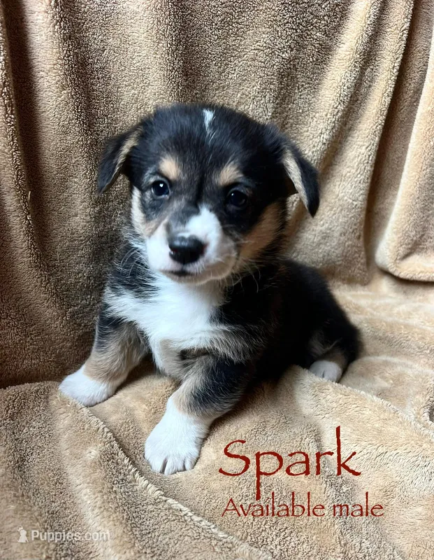 Spark – Pembroke Welsh Corgi puppy for sale in Beaver Dams, NY