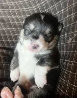 Spark, a male Pembroke Welsh Corgi for sale in Beaver Dams, NY – Photo 3 of 6