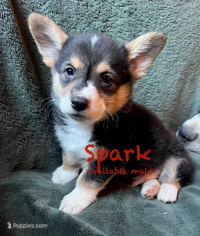Spark – Pembroke Welsh Corgi puppy for sale in Beaver Dams, NY