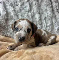 Bamm Bamm, a male Great Dane for sale in Beaver Dams, NY – 2 of 5