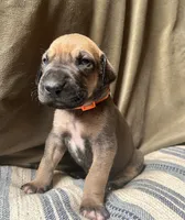 Walker, a male Great Dane for sale in Beaver Dams, NY – 4 of 7